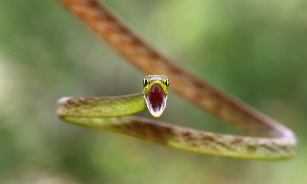 Green Parrot Snake von Jim Cumming