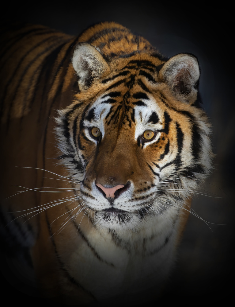 Portrait of a Siberian Tiger von Jim Cumming