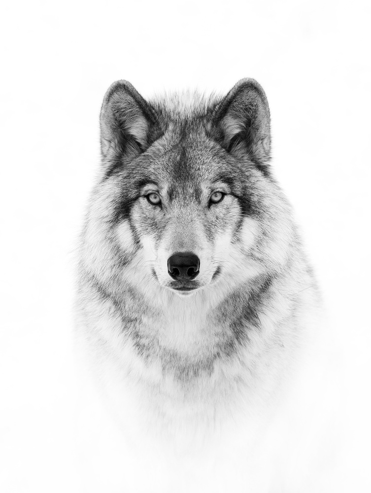 Portrait of a Timber Wolf von Jim Cumming