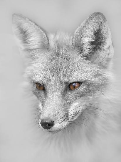 Red Fox Portrait