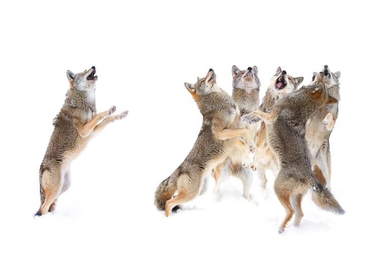 The Choir - Coyotes von Jim Cumming