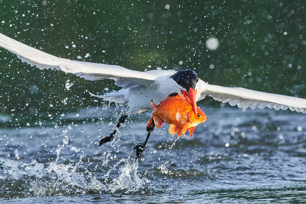 Big Catch von Jim Luo