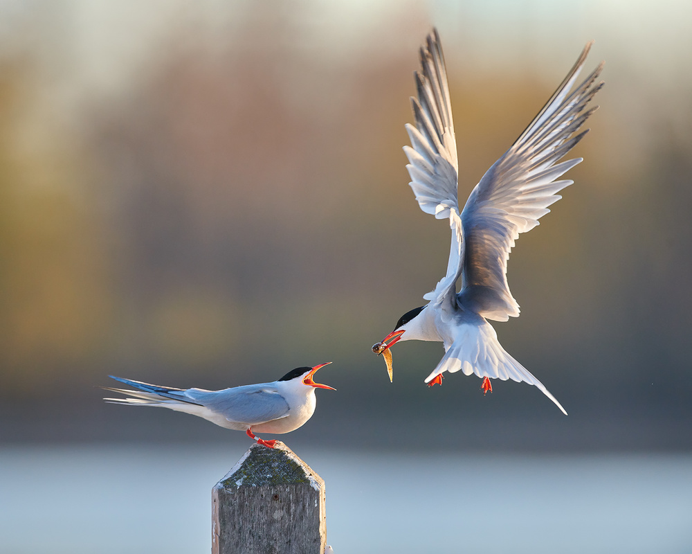 Honey, try this one, very fresh von Jim Luo