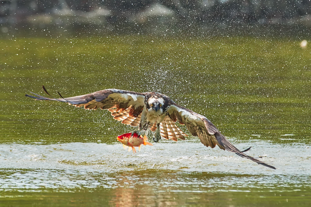 Splashing... von Jim Luo