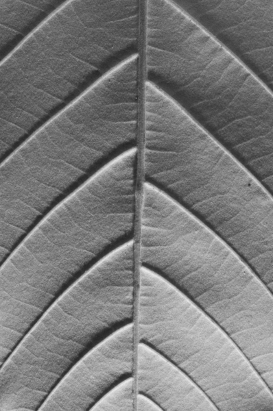 chestnut von Jim Occi