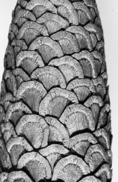 milkweed von Jim Occi