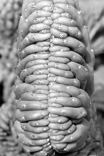 succulent von Jim Occi