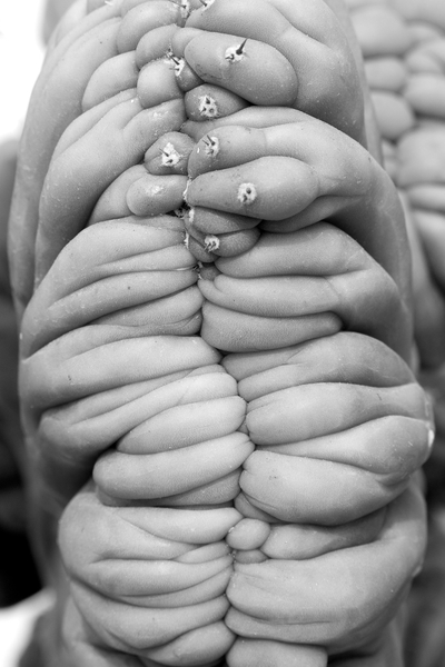 succulent3 von Jim Occi