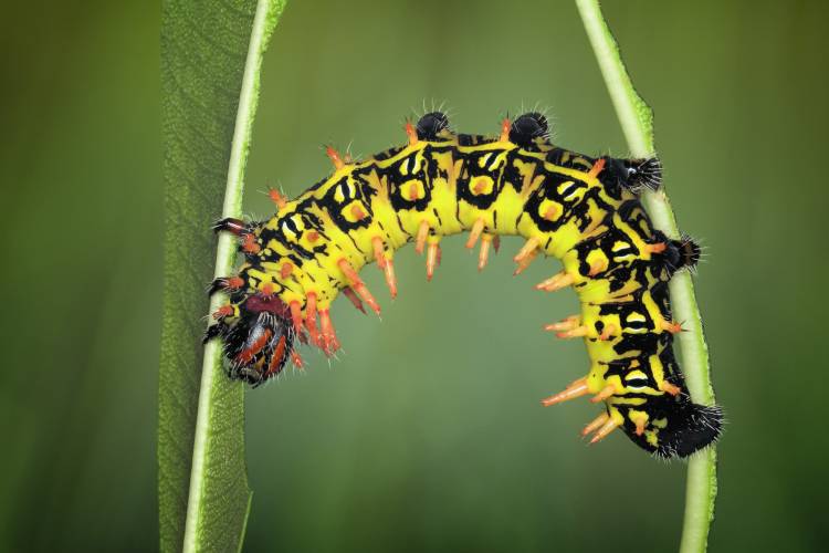 Balancing act von Jimmy Hoffman