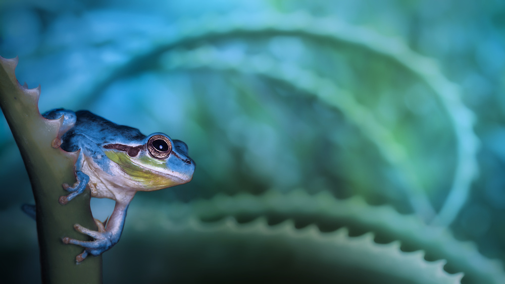 Ready to jump von Jimmy Hoffman