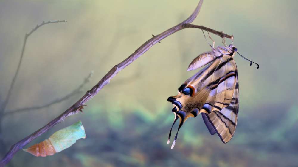 Birth of a swallowtail von Jimmy Hoffman