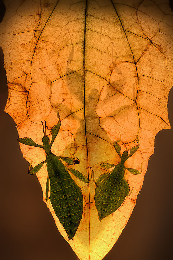 Leaf insects von Jimmy Hoffman