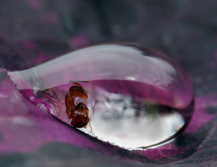 Caught in a droplet von Jimmy Hoffman