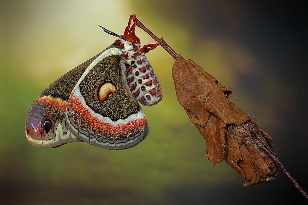 Cecropia-moth von Jimmy Hoffman