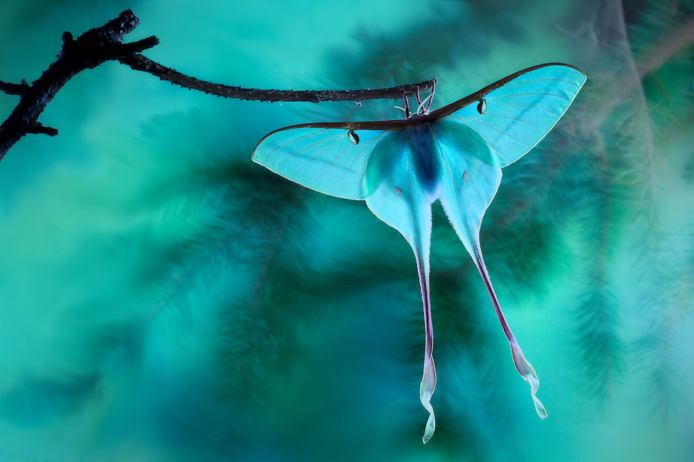 Chinese moon moth von Jimmy Hoffman