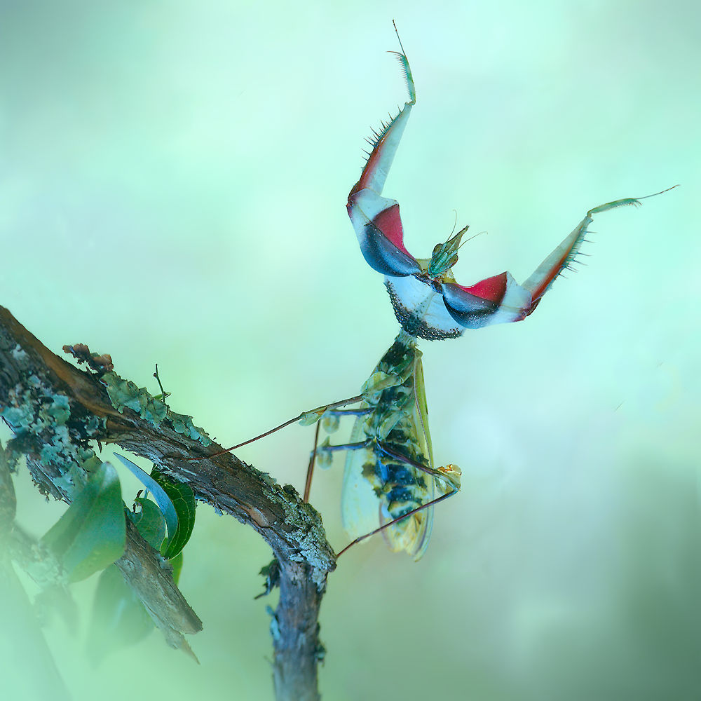 Defensive behaviour von Jimmy Hoffman