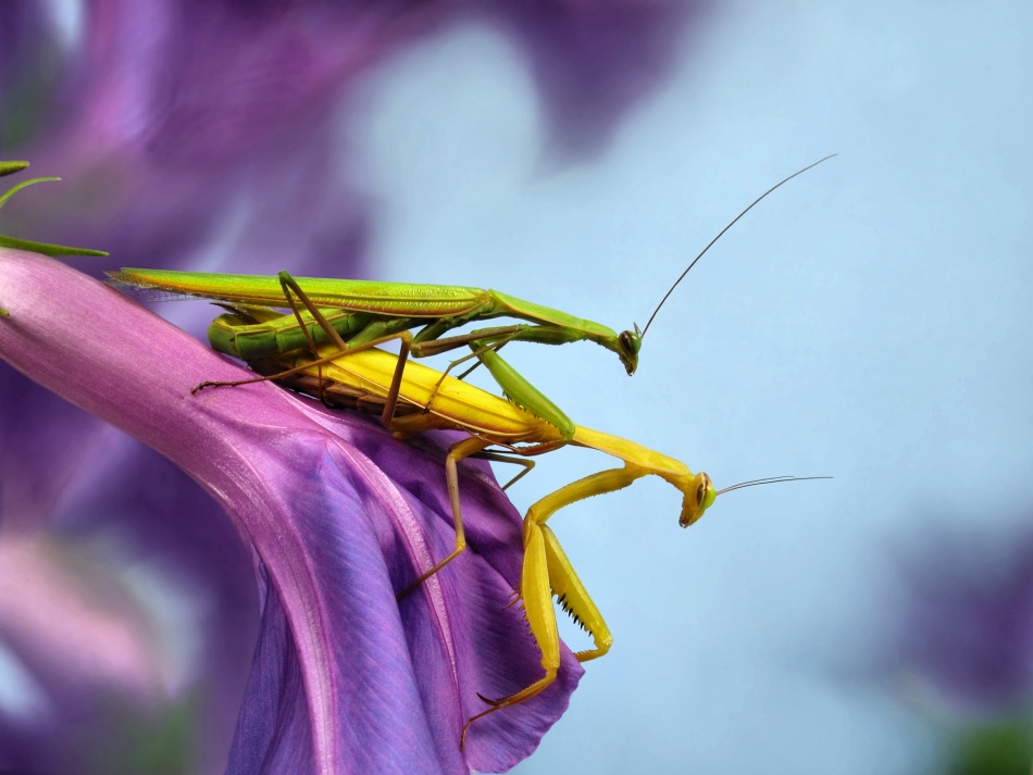 The mating von Jimmy Hoffman