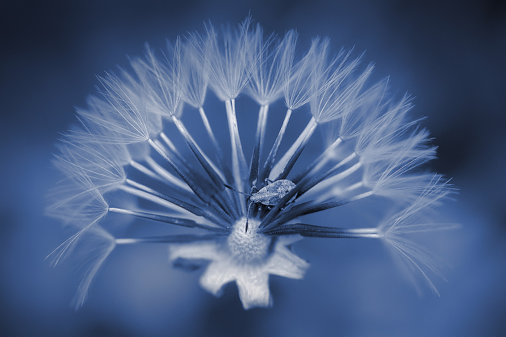 A bugs world von Jimmy Hoffman