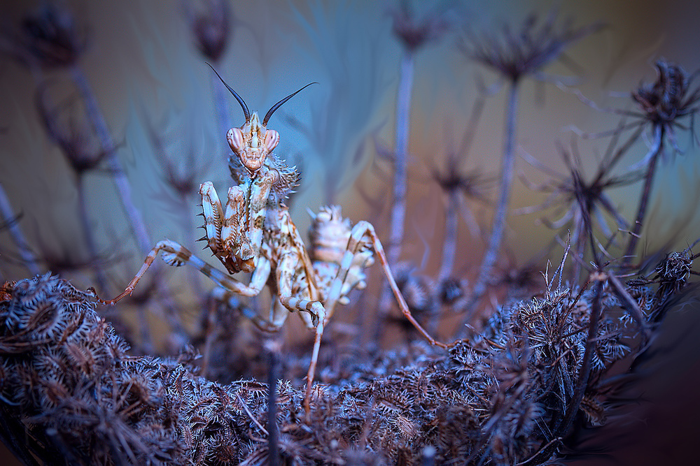 Thistle mantis 2 von Jimmy Hoffman