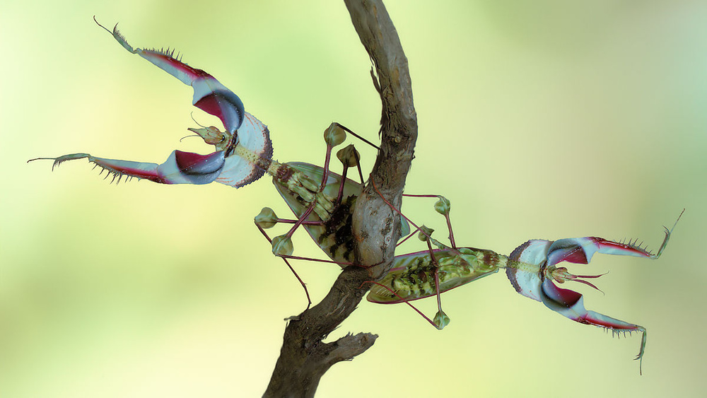 Double threat von Jimmy Hoffman