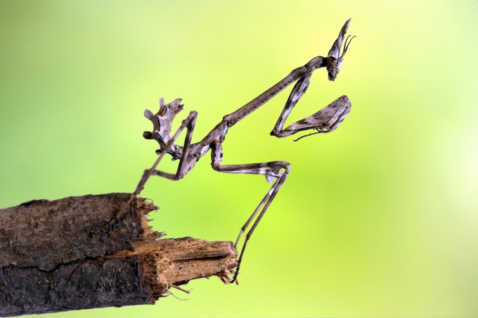 Empusa pennata-larva von Jimmy Hoffman