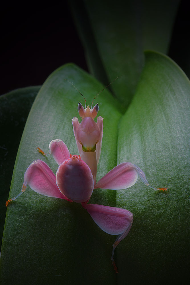 Flower power 2 von Jimmy Hoffman