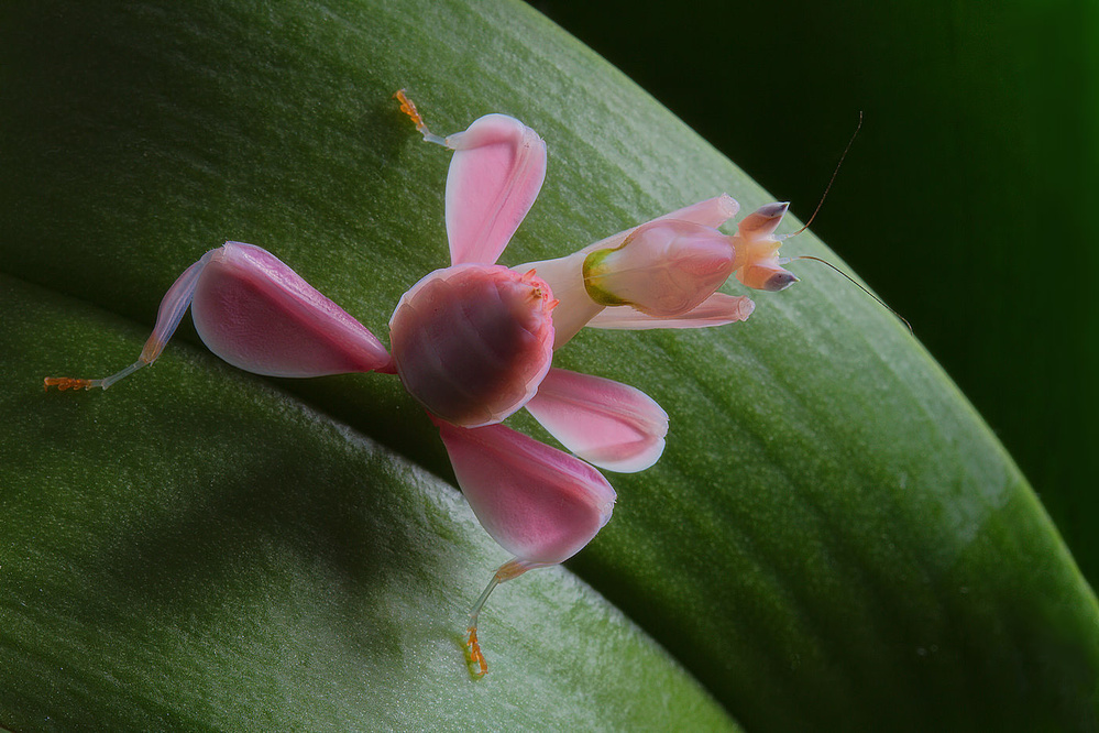 Flower power von Jimmy Hoffman