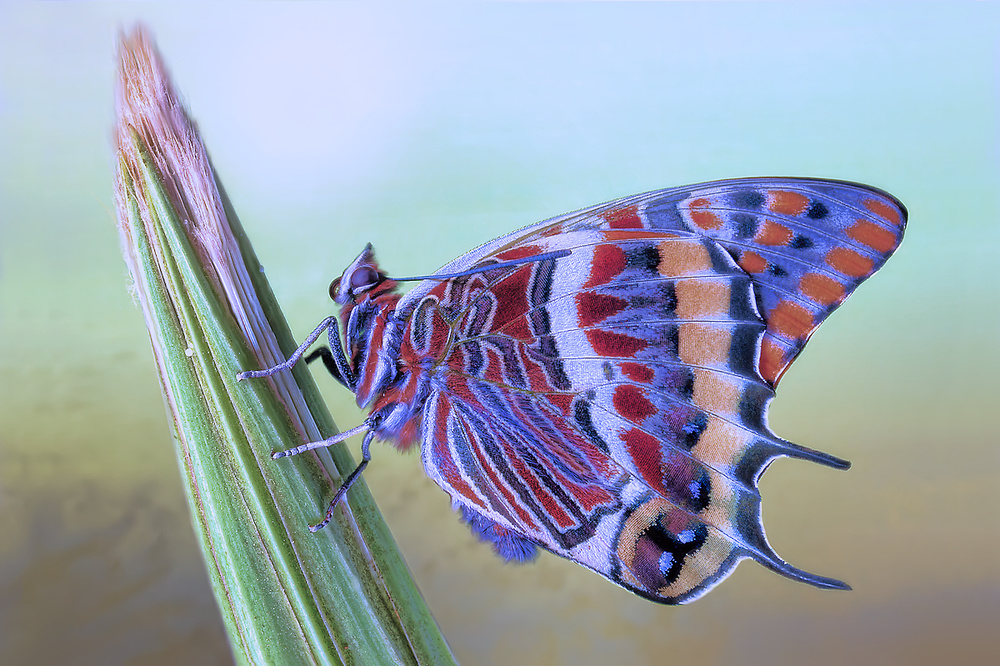 Foxy emperor von Jimmy Hoffman