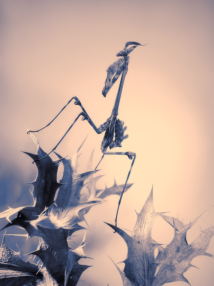 Mantis palo von Jimmy Hoffman