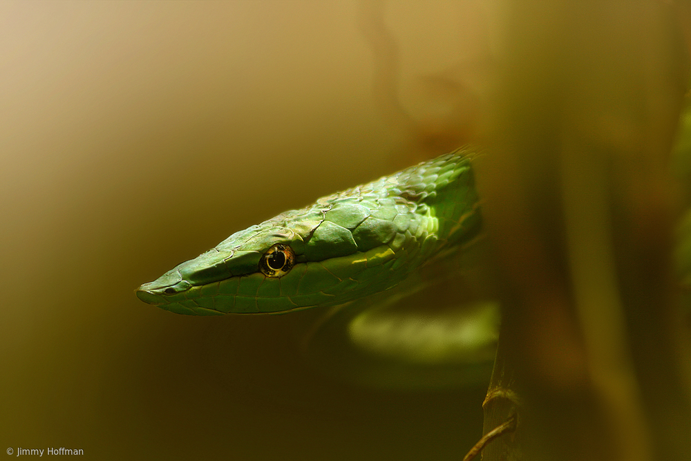 Sneaky von Jimmy Hoffman