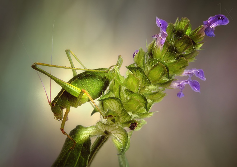 Katydid von Jimmy Hoffman