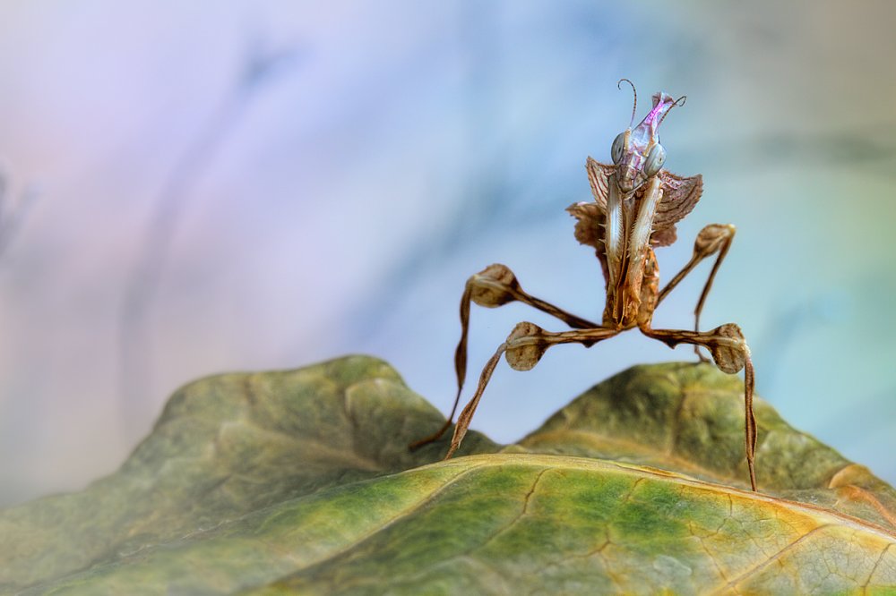 Little devil von Jimmy Hoffman