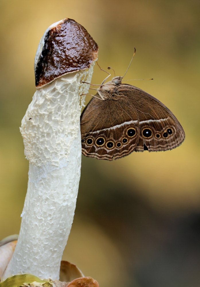 Little sucker von Jimmy Hoffman