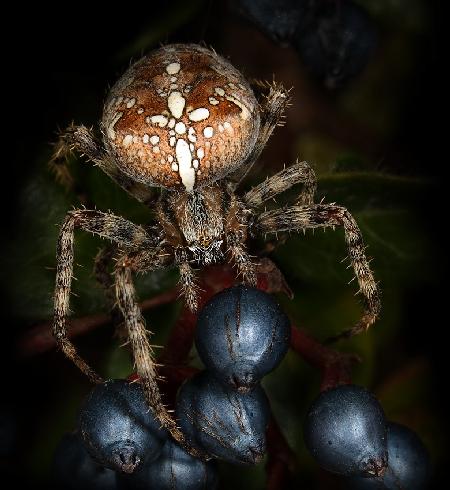 Cross-spider