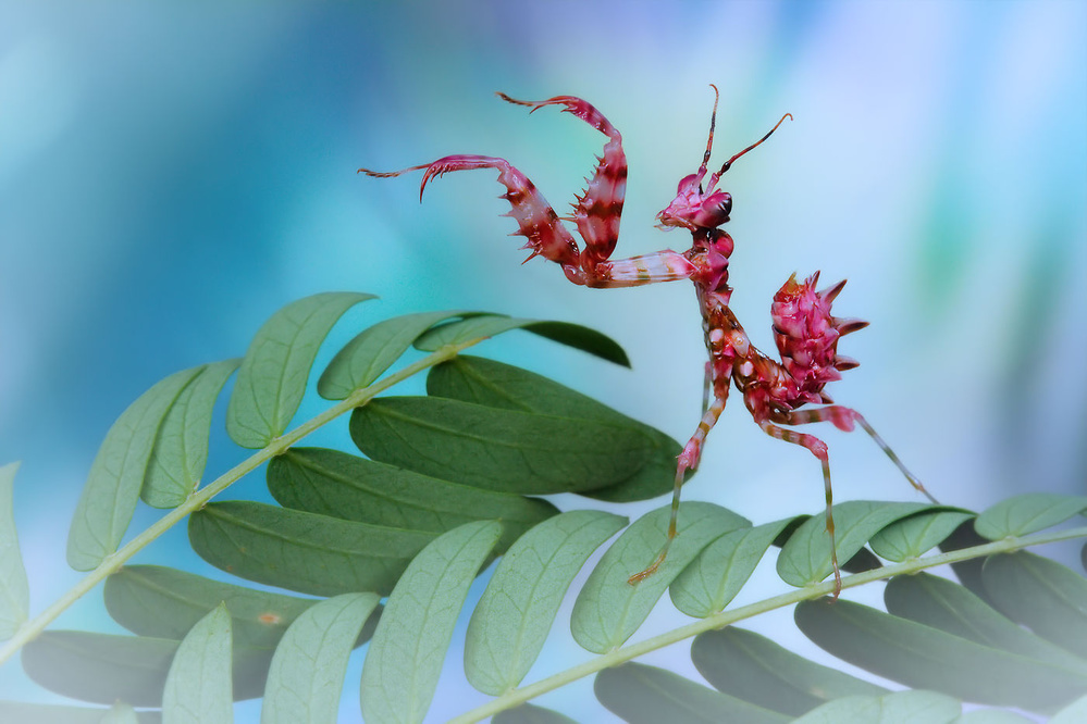 Kung fu mantis von Jimmy Hoffman