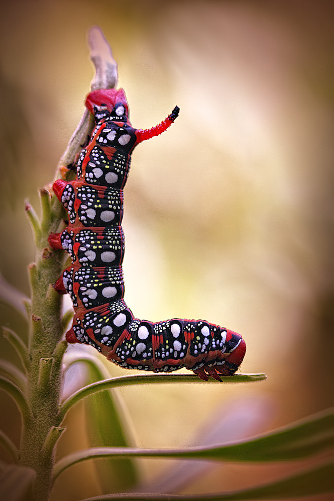 ´L´ von Jimmy Hoffman