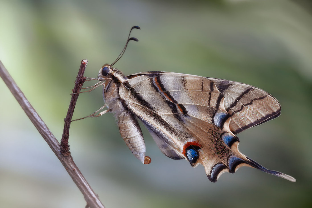 La podalirio von Jimmy Hoffman