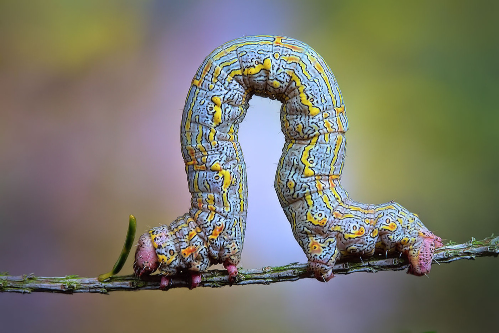 Looper von Jimmy Hoffman