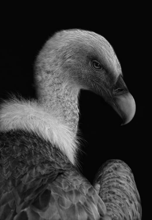 Majestic von Jimmy Hoffman