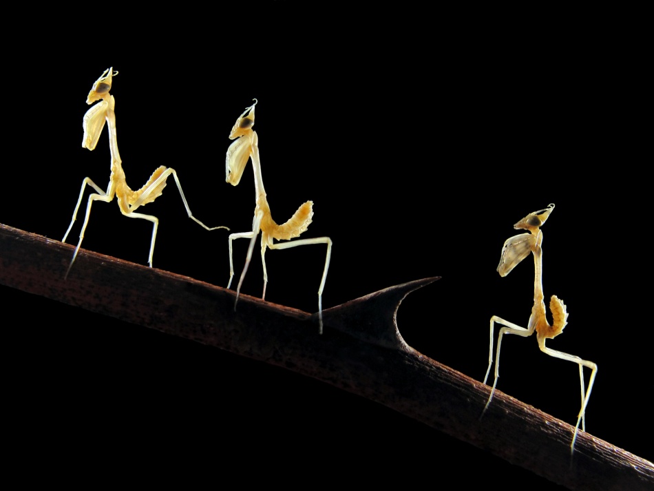 Mantid-larvas von Jimmy Hoffman