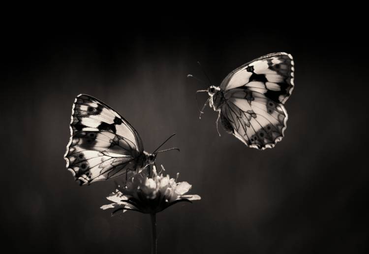 Medioluto norteA??a von Jimmy Hoffman