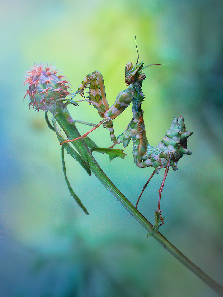 Nymph von Jimmy Hoffman