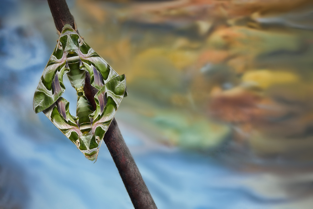 Mating pair von Jimmy Hoffman