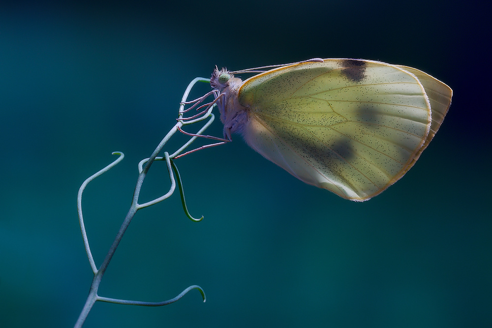 Papallona de la col von Jimmy Hoffman