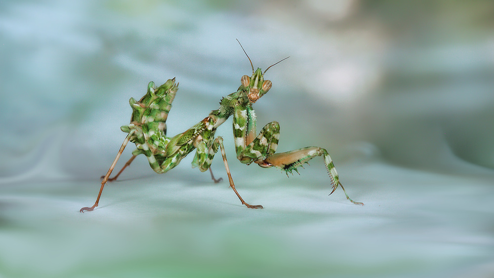 Posing von Jimmy Hoffman