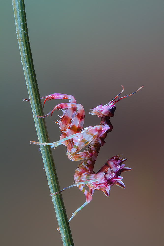Pseudocreobotra nymph von Jimmy Hoffman