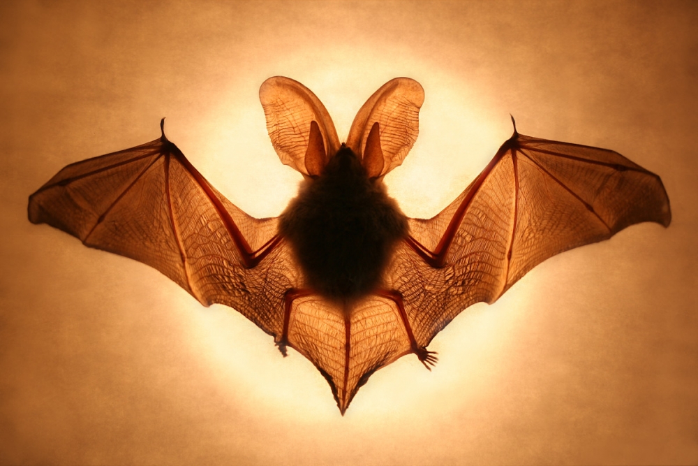 Bat von Jimmy Hoffman