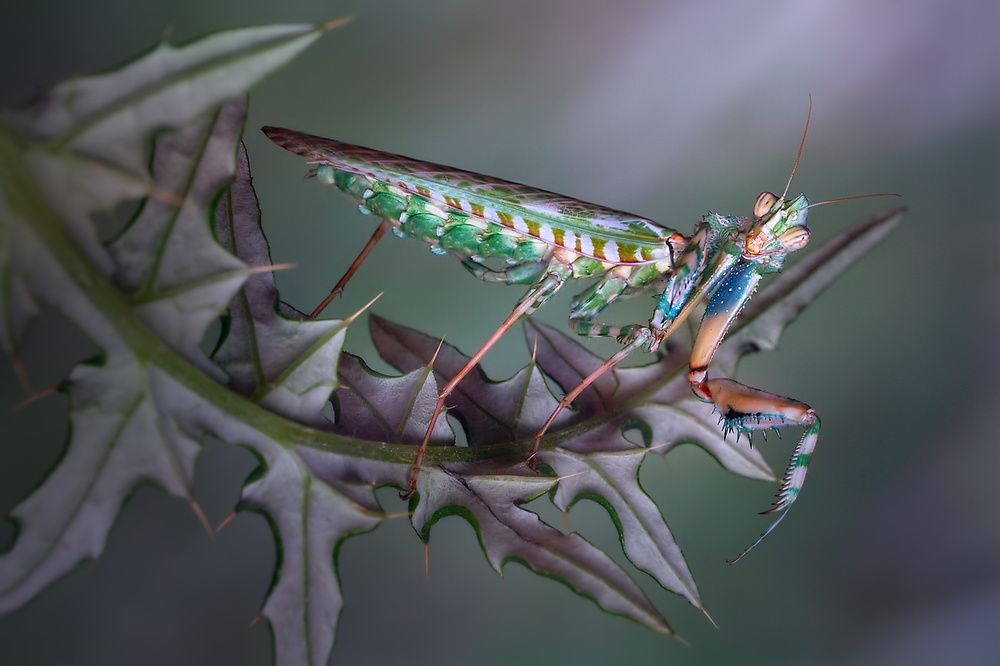 Spiny von Jimmy Hoffman