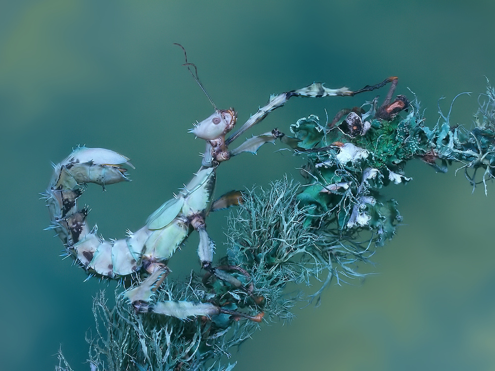 Spiny leaf insect von Jimmy Hoffman