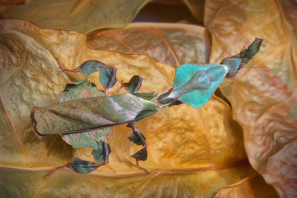 Camouflage von Jimmy Hoffman